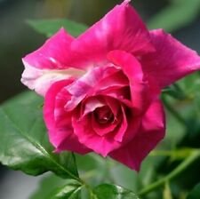 10 Seeds - Bright Pink Rose Seeds Flower Bush - Beautiful Flower Home Garden #trck7