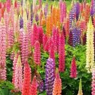 25 Seeds - Rainbow Mix Lupine Seeds Flower Perennial - Beautiful Flower Home Garden #trck7
