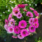 50 Seeds - Dream Zinnia Seeds Zinnia Elegans - Beautiful Flower Home Garden #trck7