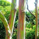 10 Seeds - Eucalyptus Deglupta Seeds Rainbow - Beautiful Flower Home Garden #trck7