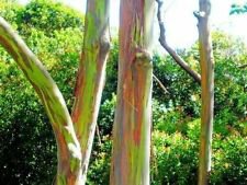 10 Seeds - Eucalyptus Deglupta Seeds Rainbow - Beautiful Flower Home Garden #trck7