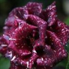 10 Seeds - Maroon White Spotted Rose Seeds - Beautiful Flower Home Garden #trck7