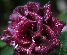 10 Seeds - Maroon White Spotted Rose Seeds - Beautiful Flower Home Garden #trck7