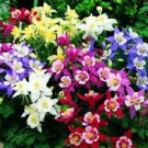 50 Seeds - Aquilegia Columbine Seeds Flower - Beautiful Flower Home Garden #trck7