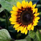 25 Seeds - BiColor Sunflower Seeds Flowers Seed - Beautiful Flower Home Garden #trck7