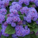 100 Seeds - Blue Mink Dwarf Ageratum Seeds - Beautiful Flower Home Garden #trck7