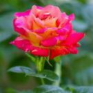 10 Seeds - Orange Bright Pink Rose Seeds Flower Bush - Beautiful Flower Home Garden #trck7