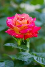 10 Seeds - Orange Bright Pink Rose Seeds Flower Bush - Beautiful Flower Home Garden #trck7