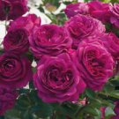 10 Seeds - Magenta Rose Seeds Flower Bush Perennial - Beautiful Flower Home Garden #trck7
