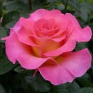 10 Seeds - Fushia Rose Seeds Flower Bush Perennial - Beautiful Flower Home Garden #trck7