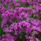200 Seeds - Catchfly Seeds Silene armeria Annual Bloom - Beautiful Flower Home Garden #trck7