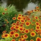 100 Seeds - Blanket Flower Seeds Gaillardia aristata - Beautiful Flower Home Garden #trck7