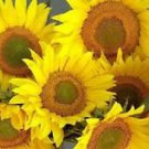 25 Seeds - Feed the Birds Sunflower Seeds - Beautiful Flower Home Garden #trck7
