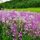 50 Seeds - Mixed Colors Dames Rocket Seeds - Beautiful Flower Home Garden #trck7