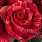 10 Seeds - Red Pink Spotted Rose Seeds Flower Bush - Beautiful Flower Home Garden #trck7