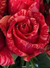 10 Seeds - Red Pink Spotted Rose Seeds Flower Bush - Beautiful Flower Home Garden #trck7