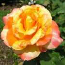 10 Seeds - Orange Yellow Spotted Rose Seeds - Beautiful Flower Home Garden #trck7