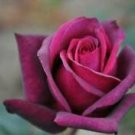 10 Seeds - Bright Purple Rose Seeds Flower Bush - Beautiful Flower Home Garden #trck7