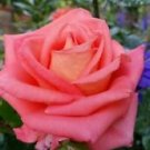 10 Seeds - Salmon Pink Rose Seeds Flower Bush - Beautiful Flower Home Garden #trck7