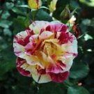 10 Seeds - White Yellow Pink Rose Seeds Flower Bush - Beautiful Flower Home Garden #trck7