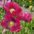 200 Seeds - Poppy Seeds Annual Bloom Pink Flower - Beautiful Flower Home Garden #trck7