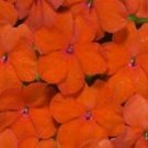 50 Seeds - Bright Orange Impatients Seeds - Beautiful Flower Home Garden #trck7