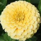 50 Seeds - Isabellina Zinnia Seeds Zinnia Elegans - Beautiful Flower Home Garden #trck7