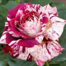 10 Seeds - White Bright Pink Rose Seeds Flower Bush - Beautiful Flower Home Garden #trck7