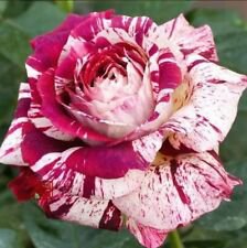 10 Seeds - White Bright Pink Rose Seeds Flower Bush - Beautiful Flower Home Garden #trck7