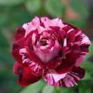 10 Seeds - Pink Deep Red Rose Seeds Flower Bush - Beautiful Flower Home Garden #trck7