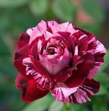 10 Seeds - Pink Deep Red Rose Seeds Flower Bush - Beautiful Flower Home Garden #trck7