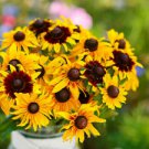 200 Seeds - Gloriosa Daisy Seeds Chrysanthemum hirtah - Beautiful Flower Home Garden #trck7