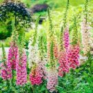 100 Seeds - Excelsior Mix Foxglove Seeds Digitalis Purpurea - Beautiful Flower Home Garden #trck7