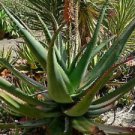 20 Seeds - Aloe Africana Seeds Succulent Perennial - Beautiful Flower Home Garden #trck7