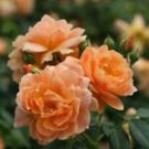 10 Seeds - Double Orange Rose Seeds Flower Bush - Beautiful Flower Home Garden #trck7