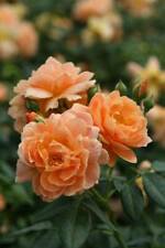 10 Seeds - Double Orange Rose Seeds Flower Bush - Beautiful Flower Home Garden #trck7