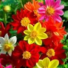 50 Seeds - Mixed Mignon Dahlia Seeds - Beautiful Flower Home Garden #trck7