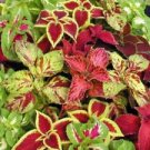 100 Seeds - Rainbow Mix Coleus Blumei Seeds - Beautiful Flower Home Garden #trck7