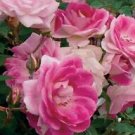 10 Seeds - Bright Pink White Rose Seeds Flower Bush - Beautiful Flower Home Garden #trck7