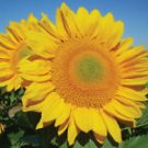 25 Seeds - Gold Lite Sunflower Seeds Flower - Beautiful Flower Home Garden #trck7