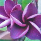 5 Seeds - Purple Plumeria Seeds Plants Flower - Beautiful Flower Home Garden #trck7