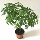 20 Seeds - Dwarf Umbrella Tree Seeds Schefflera Arboricola - Beautiful Flower Home Garden #trck7