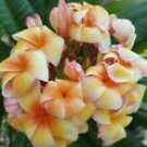 5 Seeds - Yellow Orange Plumeria Seeds Plants Flower - Beautiful Flower Home Garden #trck7