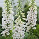 100 Seeds - Alba Foxglove Seeds Digitalis Purpurea Biennial - Beautiful Flower Home Garden #trck7