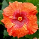 20 Seeds - Bright Orange Red Hibiscus Seeds - Beautiful Flower Home Garden #trck7