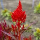 100 Seeds - Forest Fire Celosia Seeds Celosia Plumosa - Beautiful Flower Home Garden #trck7