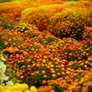 100 Seeds - Sparky Mix French Marigold Seeds - Beautiful Flower Home Garden #trck7