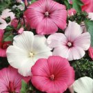 100 Seeds - Mixed Colors Rose Mallow Seeds - Beautiful Flower Home Garden #trck7