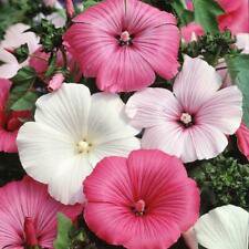 100 Seeds - Mixed Colors Rose Mallow Seeds - Beautiful Flower Home Garden #trck7