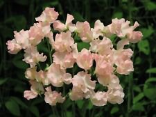 25 Seeds - Heaven Scent Sweet Pea Seeds - Beautiful Flower Home Garden #trck7